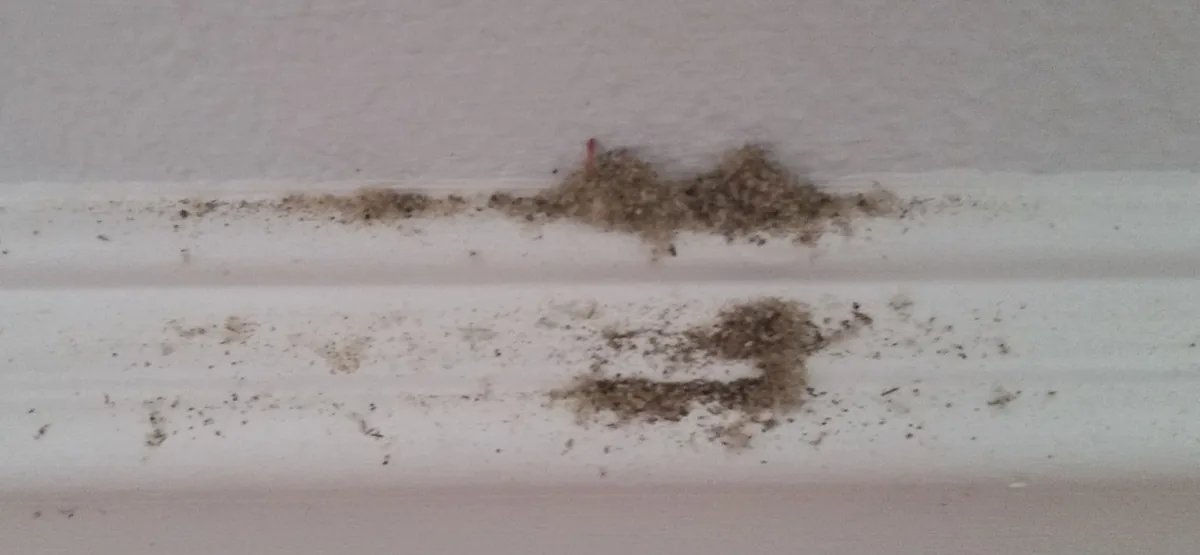 Small piles of fine, fluffy sawdust on a white baseboard