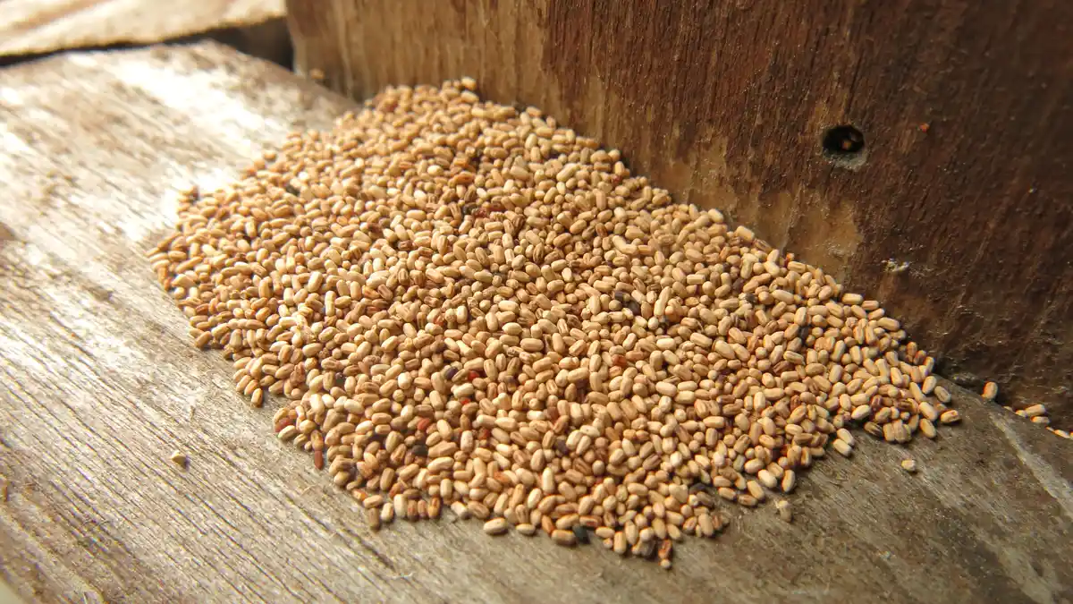 A pile of tan, grain-like drywood termite pellets against a wooden beam, in sunlight