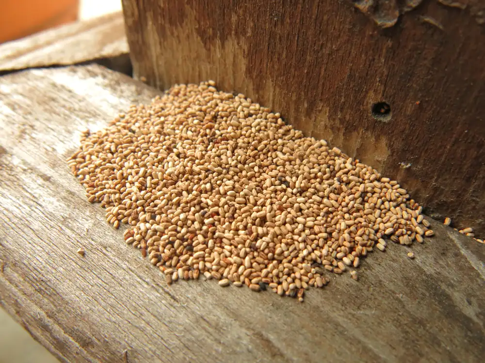 A small pile of tan, grain-like termite droppings on a wooden beam, below a tiny hole in the wood