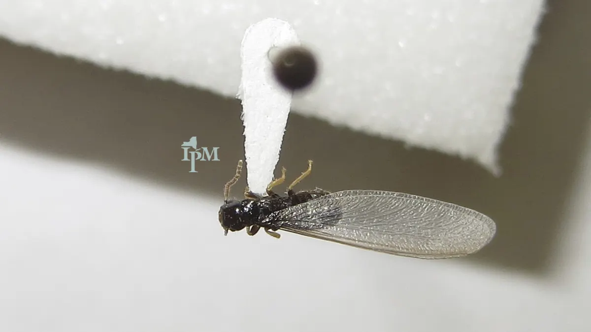 A single winged termite swarmer pinned for identification against a foam mounting card