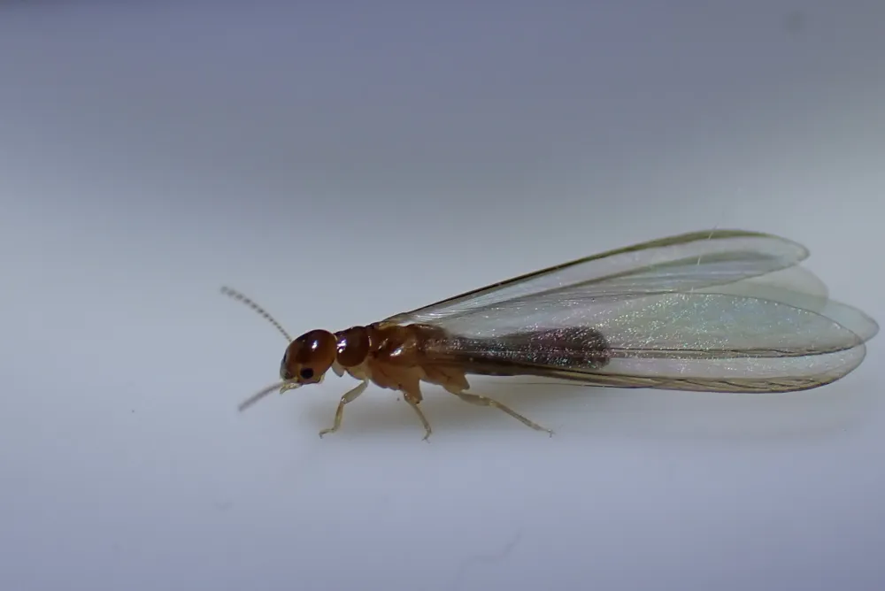 A small brown winged termite with long see-through wings, seen from the side