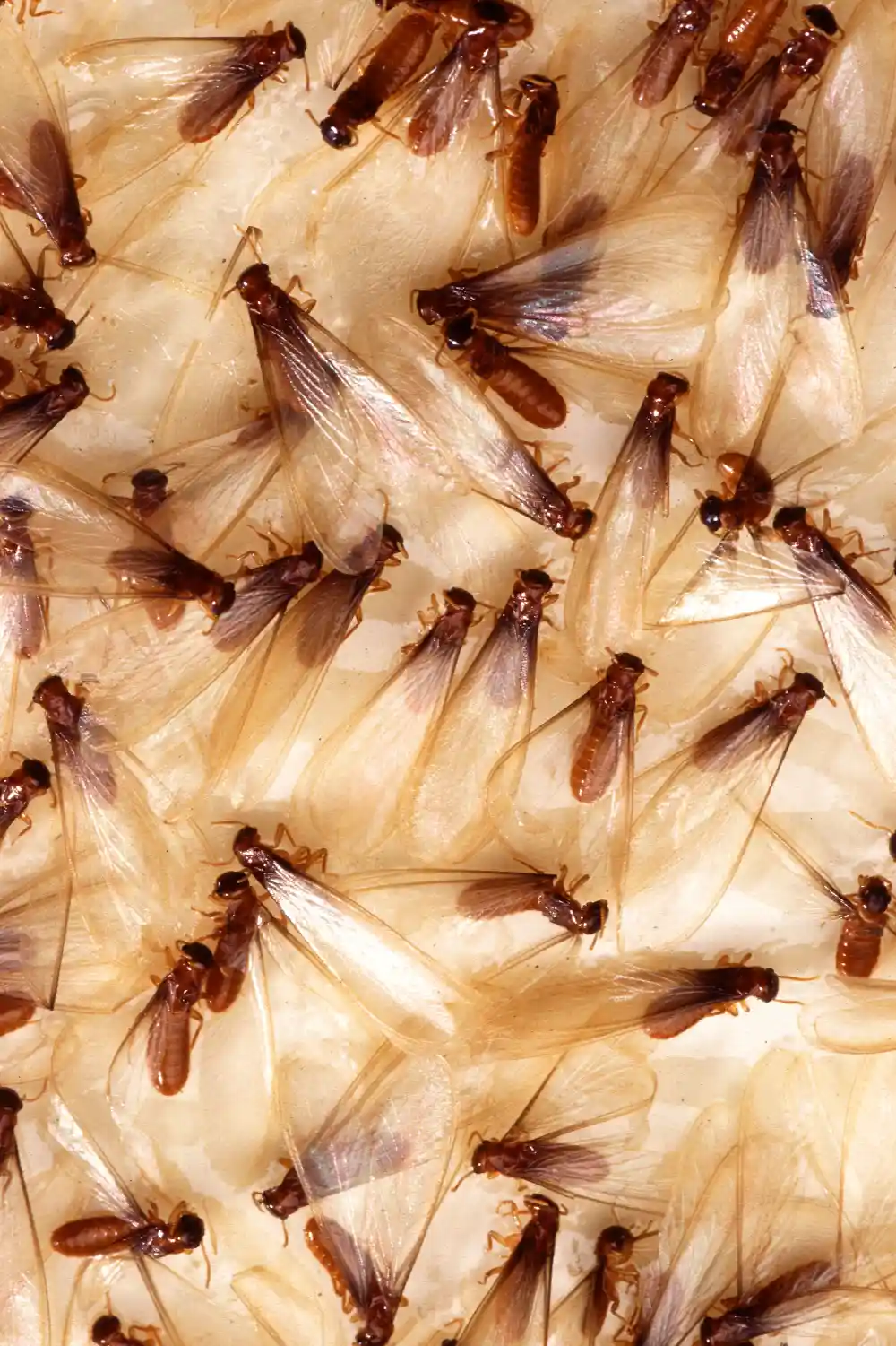 Dozens of termite swarmers, with pale wings and yellow-brown bodies, stuck to a monitoring trap