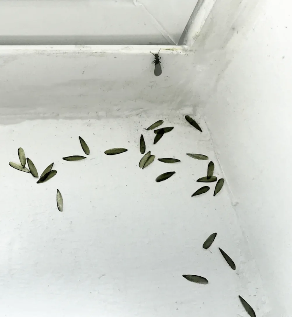 Shed termite wings scattered across a white windowsill, with one termite in the corner