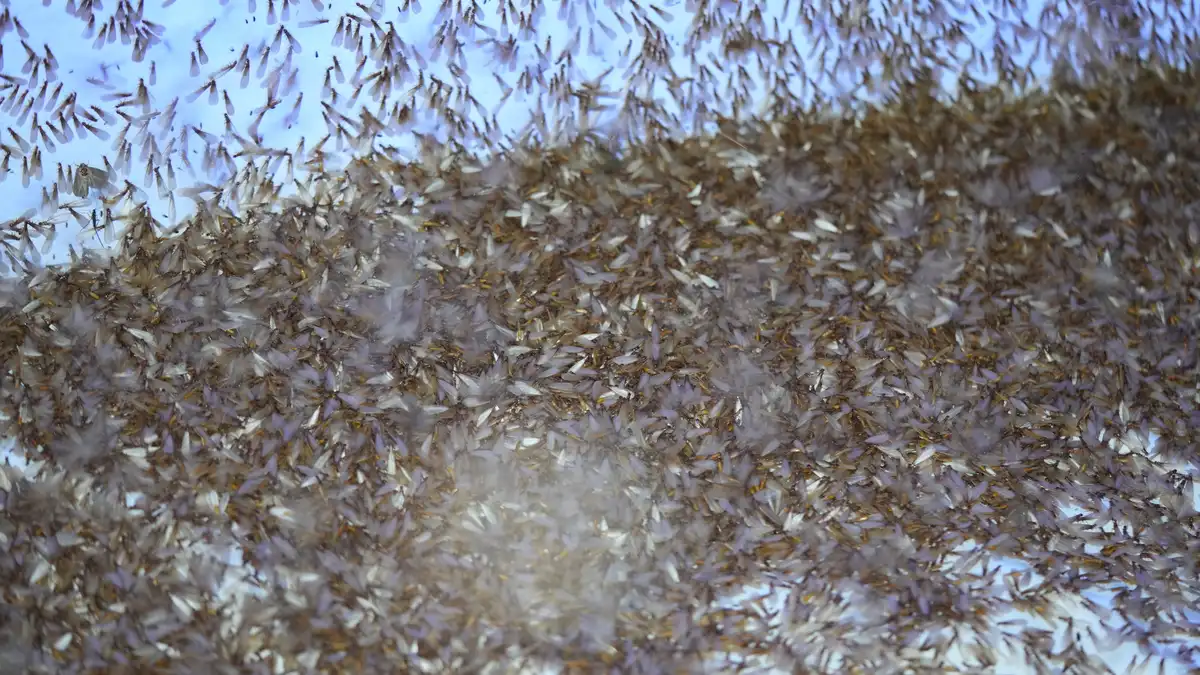 Thousands of Formosan termite swarmers massed on and around a lit surface at night