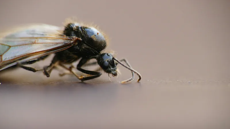 A black winged ant seen from the side, with bent, elbowed antennae