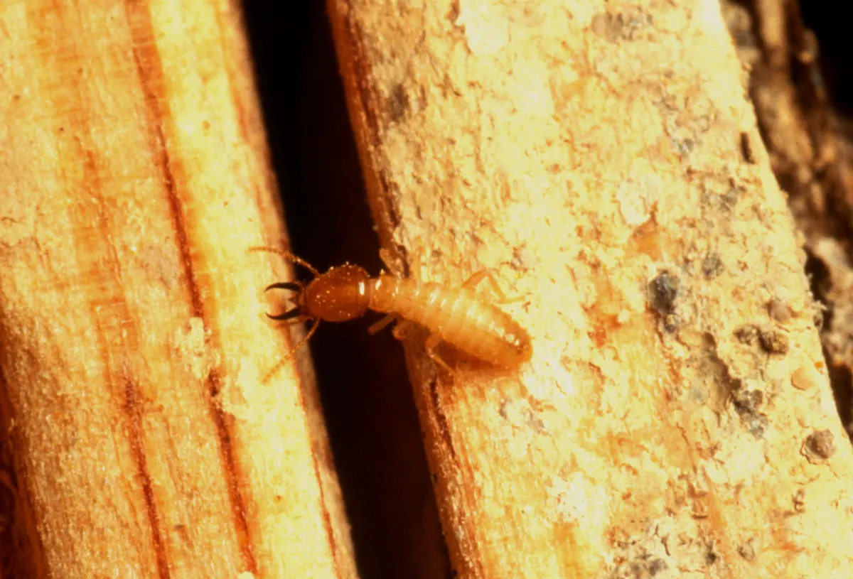A Formosan termite soldier with an orange oval head and dark pincer jaws, on bare wood