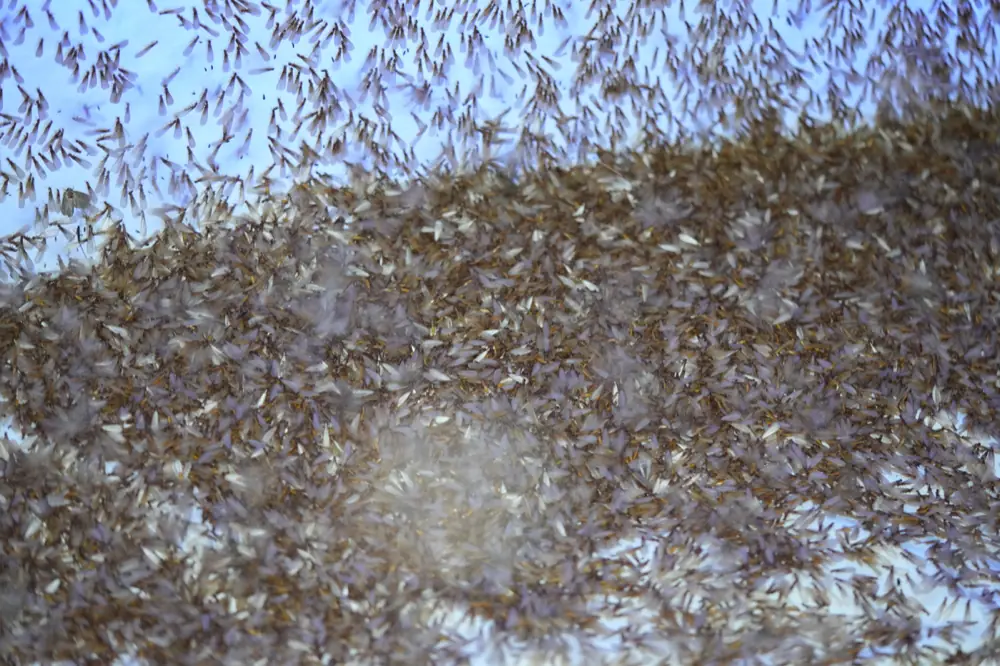 Thousands of Formosan termite swarmers massed on and around a light at night