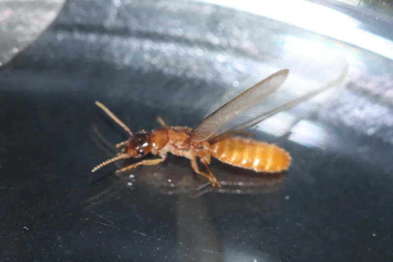 One Formosan termite swarmer with a yellow-brown body, straight antennae and long pale wings