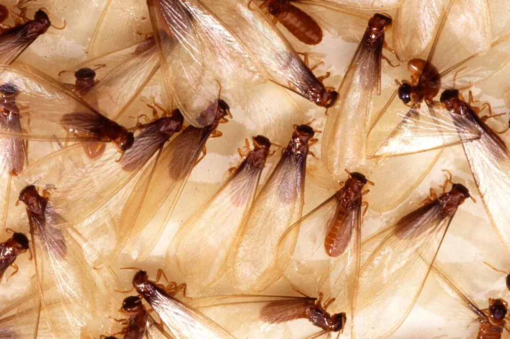 Dozens of Formosan termite swarmers, with pale wings and yellow-brown bodies, stuck to a monitoring trap