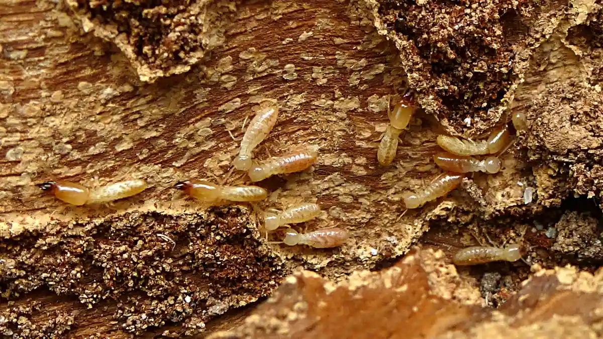 Wood split open to show smooth hollow chambers eaten out by termites, with pale termites inside