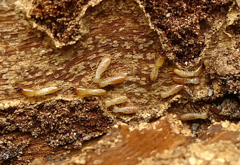 Wood split open to show smooth hollow chambers eaten out by termites, with pale termites and loose pellets inside
