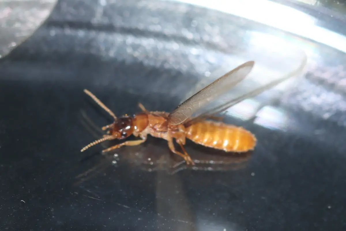 A termite swarmer with a thick waist, straight antennae and two equal-length wings