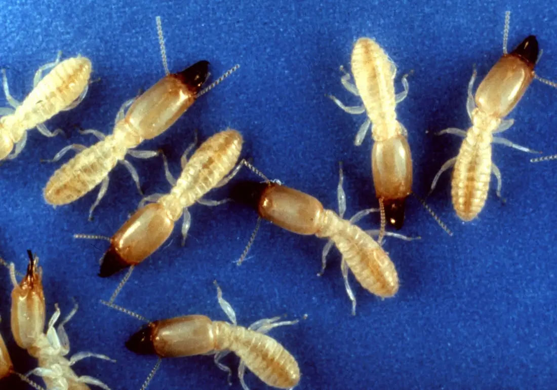Several eastern subterranean termite soldiers with rectangular pale heads and dark curved jaws