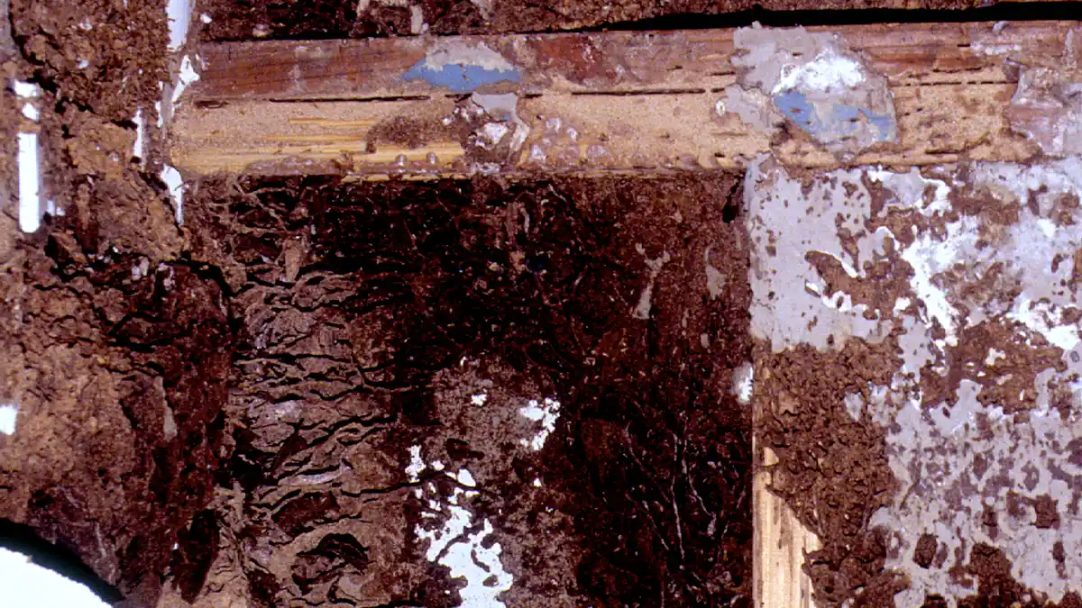 Close-up of termite damage to the wood framing of a house