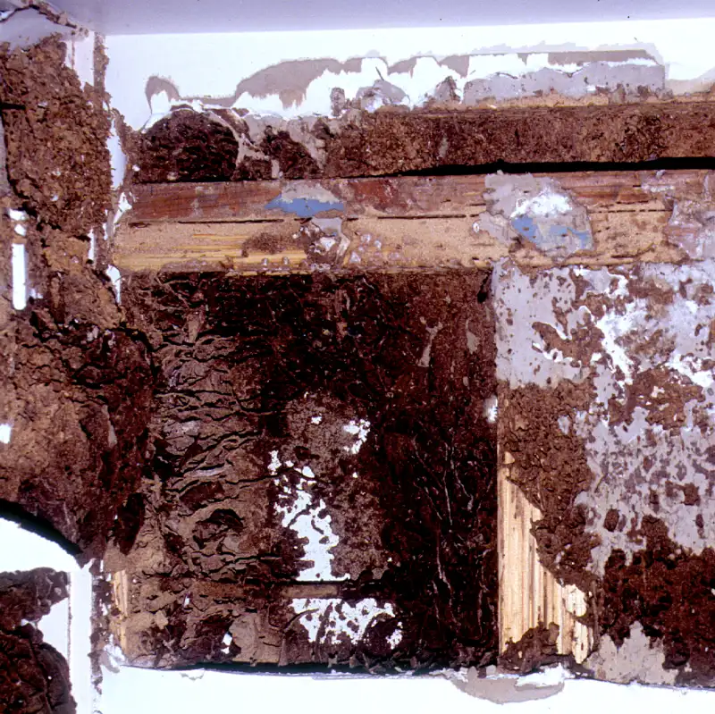 Close-up of a wall section showing termite damage to the wood framing of a house