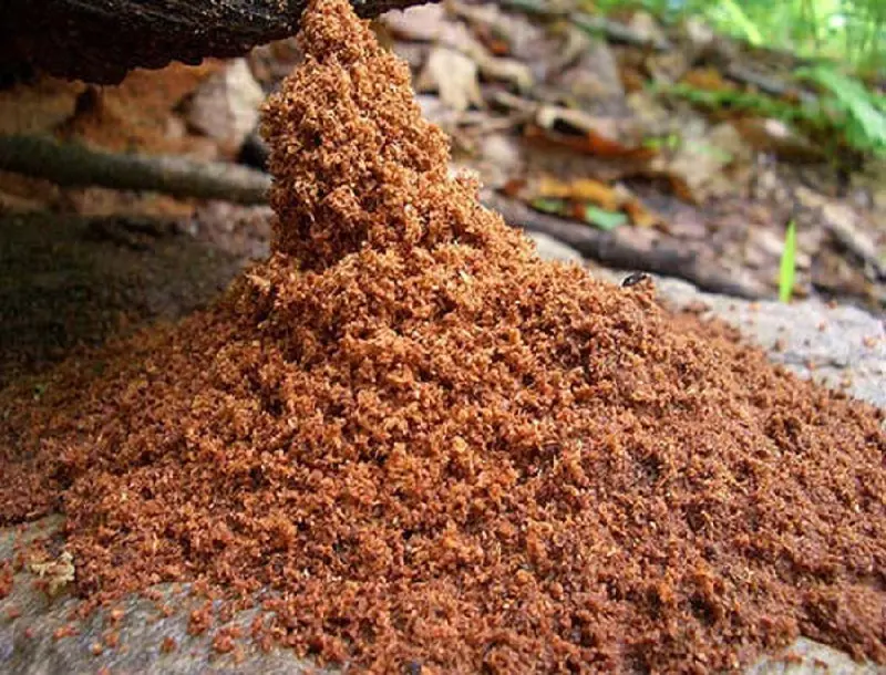 Carpenter ant frass: a coarse, fibrous pile of wood shavings, distinct from uniform termite pellets