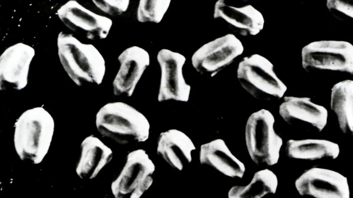 Magnified drywood termite pellets, each an oval grain with ridged sides and rounded ends