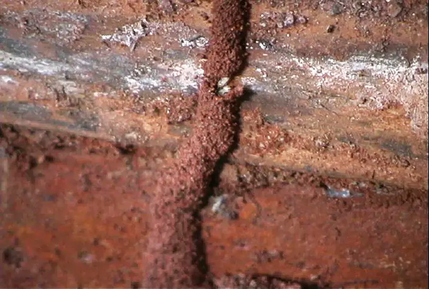 Close-up of a subterranean termite mud tube showing its granular, packed texture