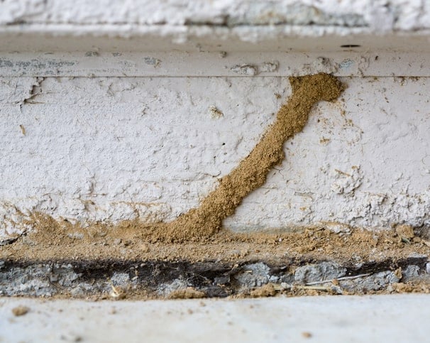 A subterranean termite mud tube running up a foundation wall