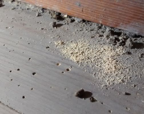 Powderpost beetle exit holes in wood with fine powdery frass beside them