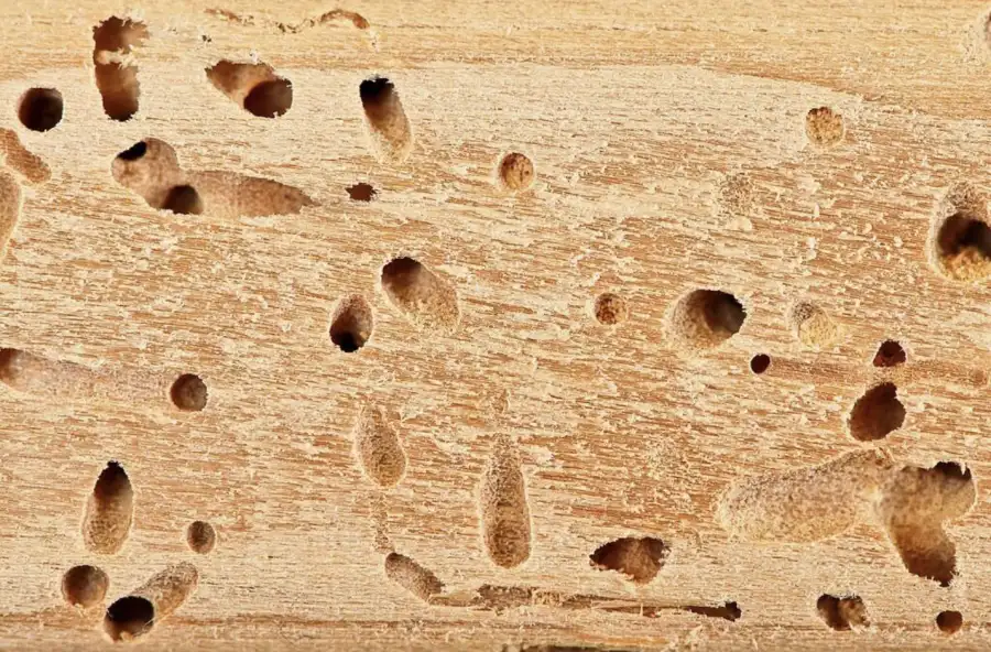 Wood surface riddled with numerous irregular exit holes from wood-boring insect activity