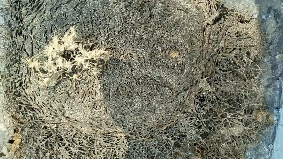 A section of wood split open to show extensive termite feeding damage