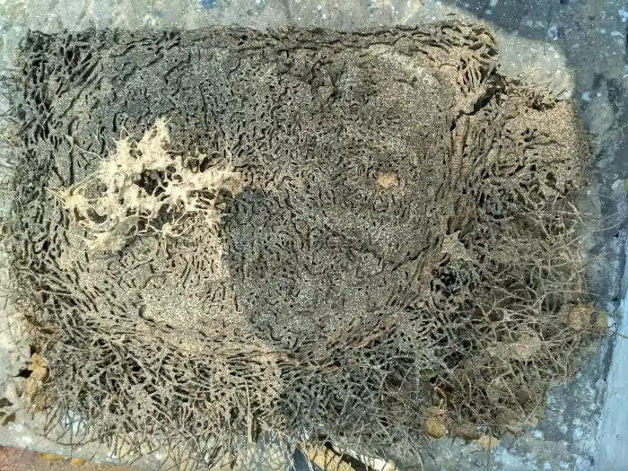 A block of wood eaten away in an irregular pattern by termite feeding, exposing softer inner wood