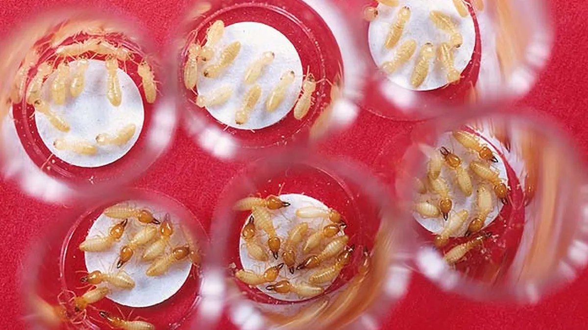 Formosan subterranean termites in lab test wells used to check insecticide tolerance