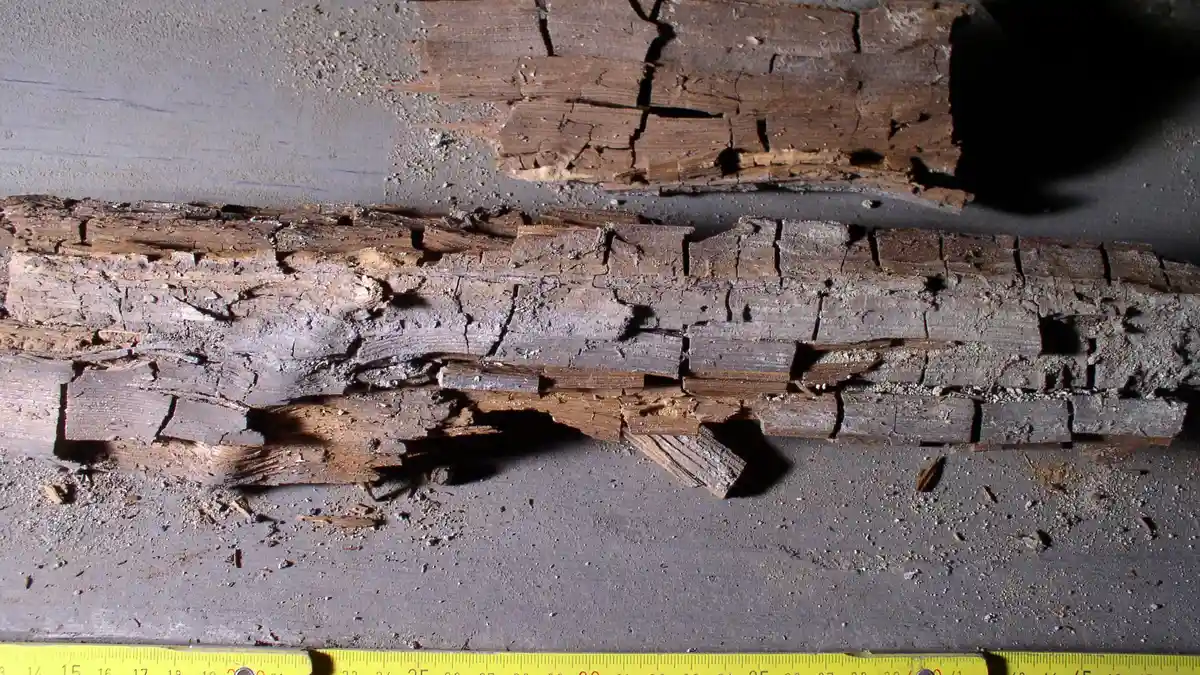 Close-up of wood with cubical brown rot, cracked into blocky segments, next to a measuring tape
