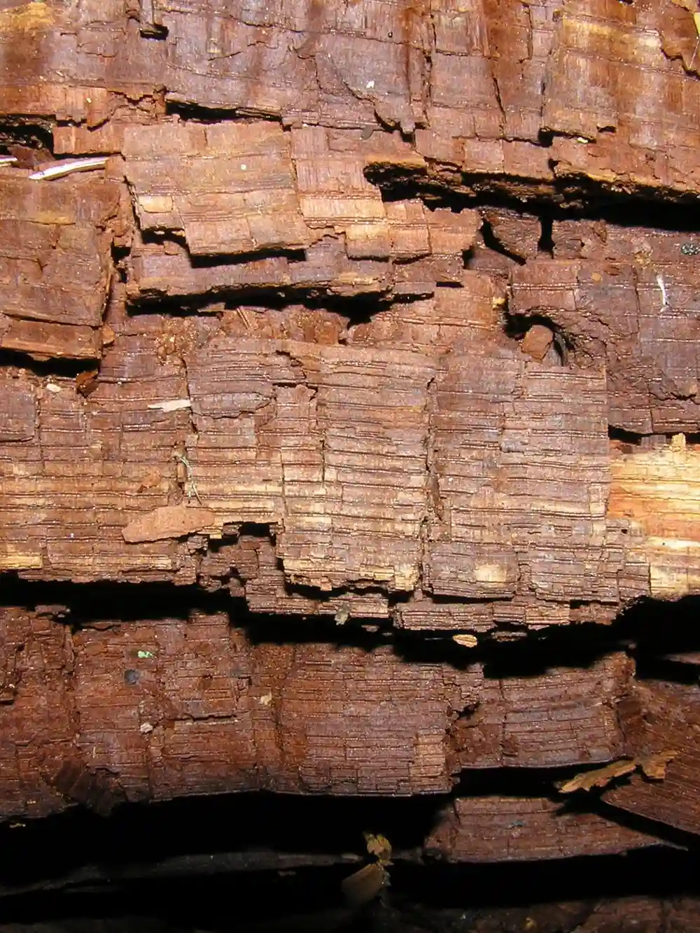 Wood cracked into small blocky, cube-shaped pieces by cubical brown rot