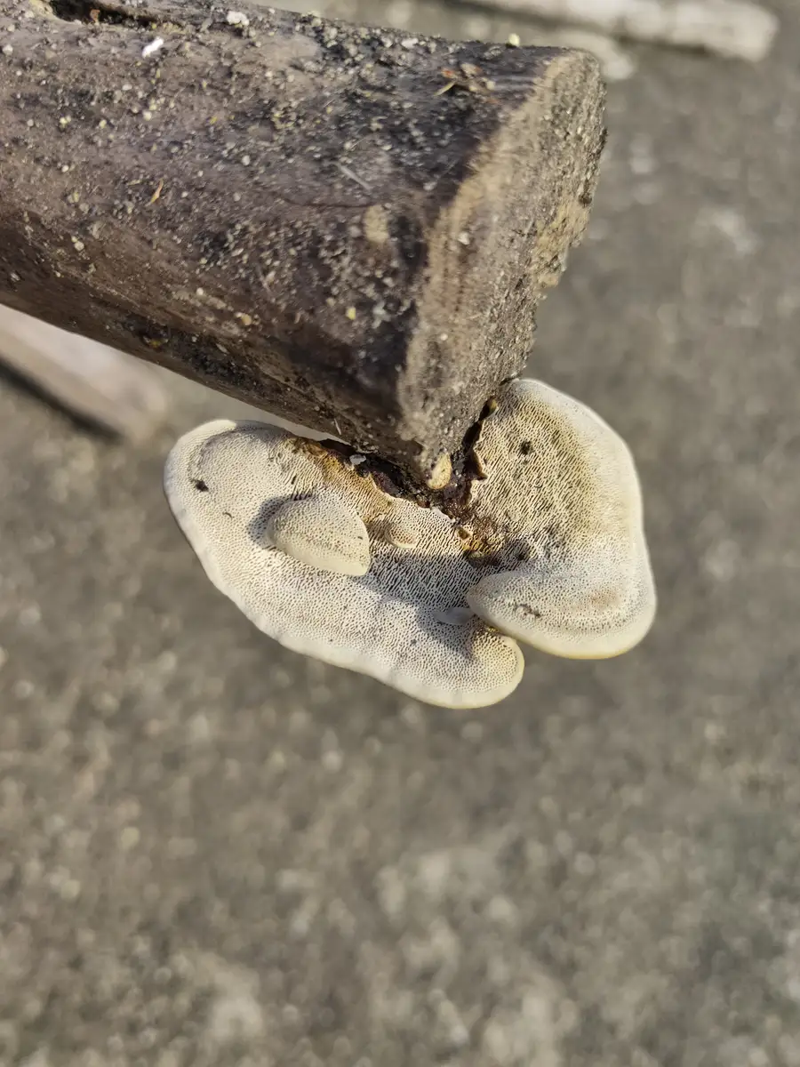 A pale bracket fungus growing from the cut end of a piece of wood